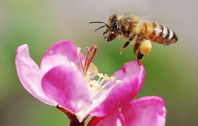 Honeybee facts 1